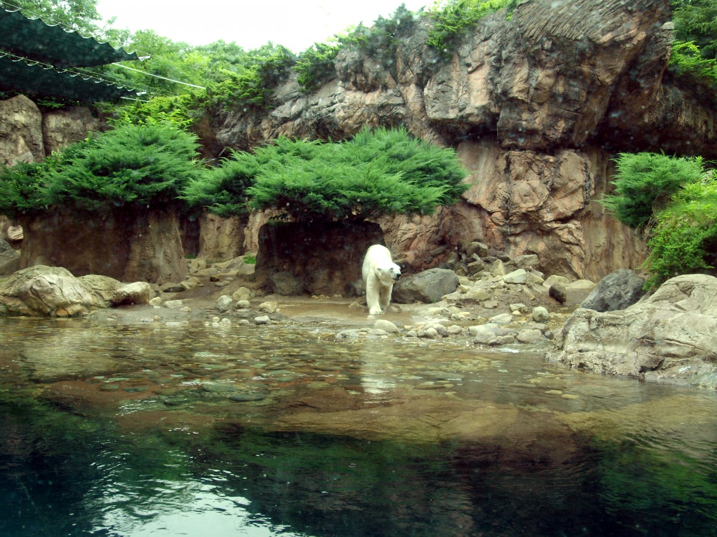 Polar bear enclosure