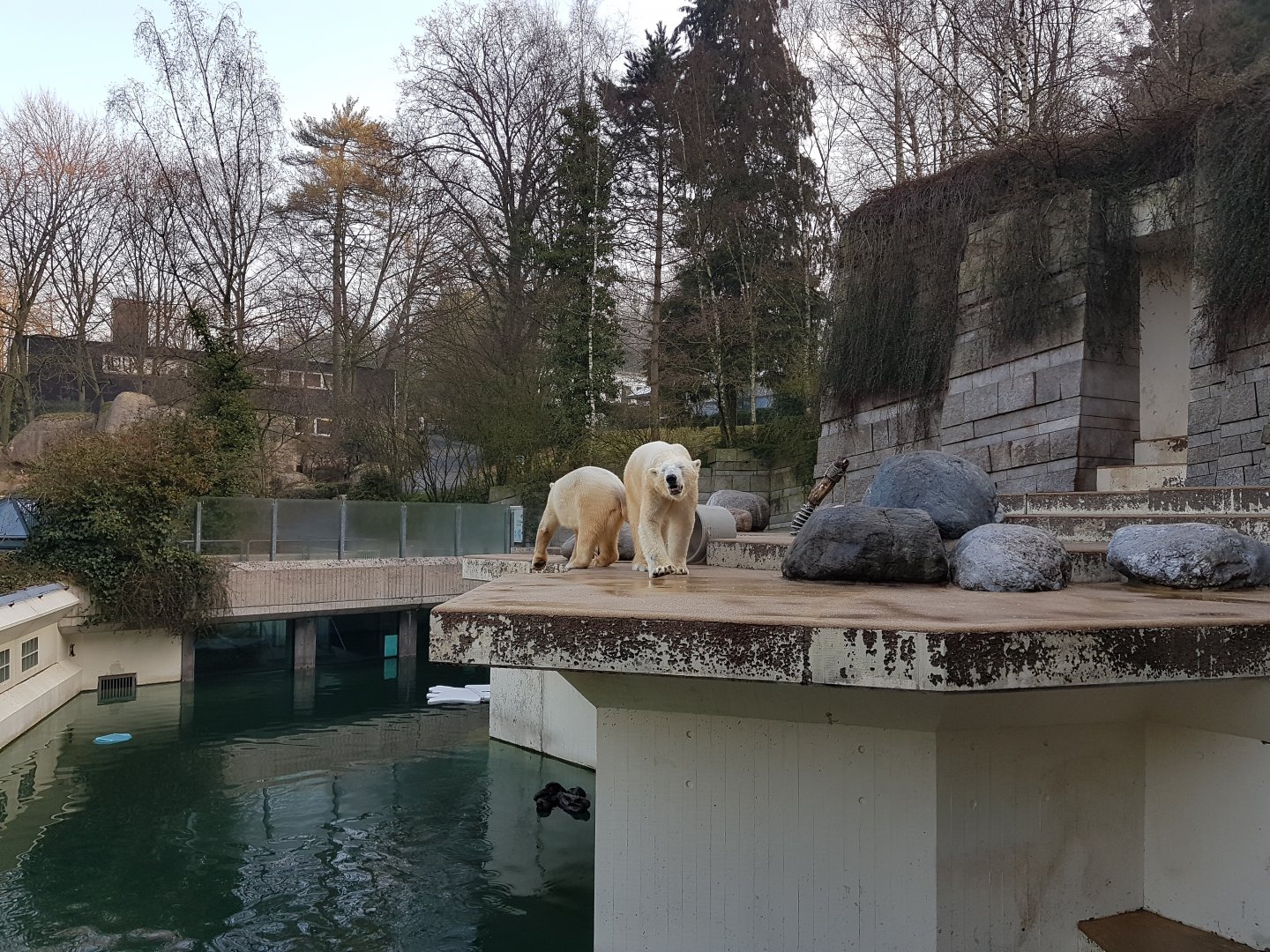 Polar bear enclosure