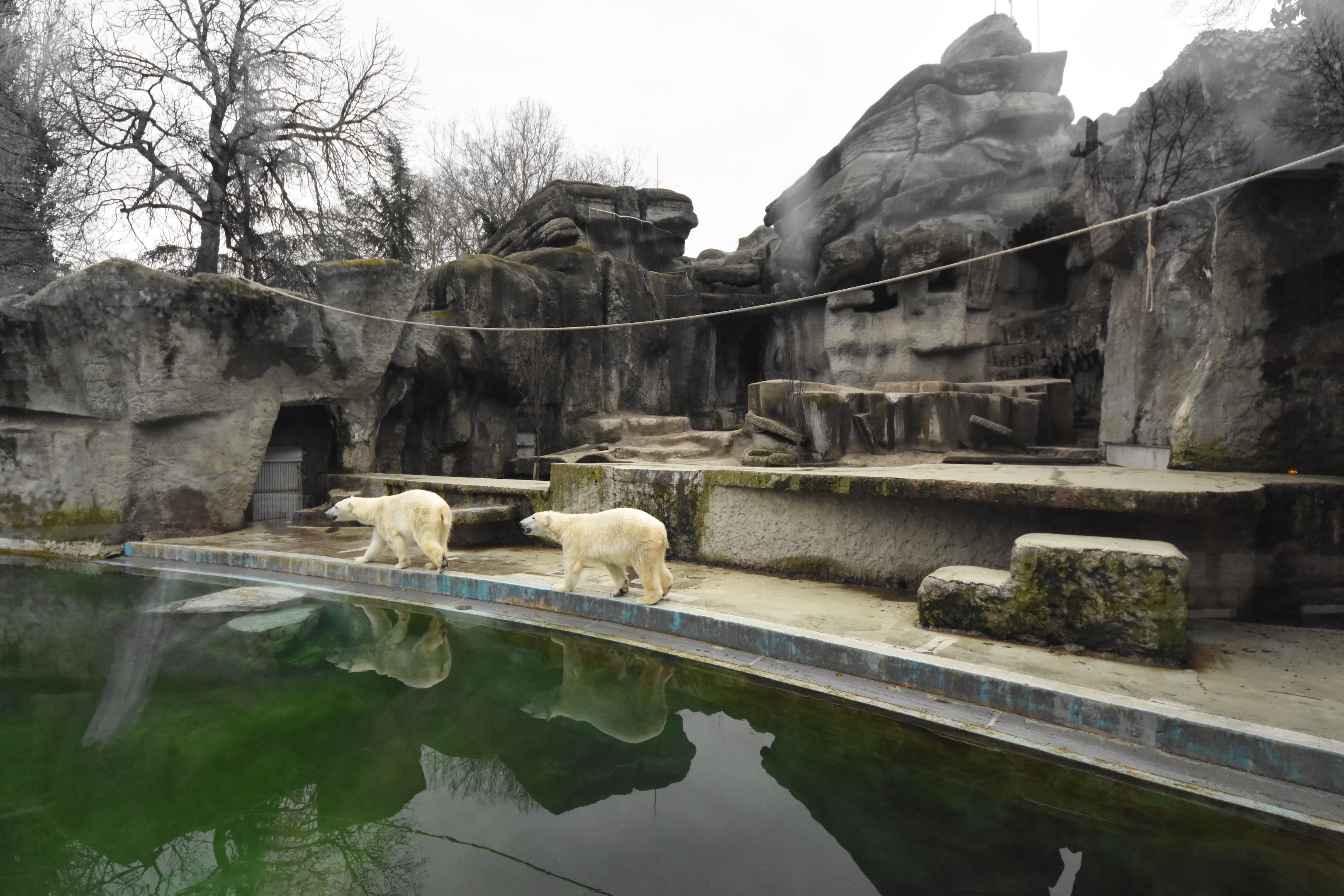 Polar bear enclosure