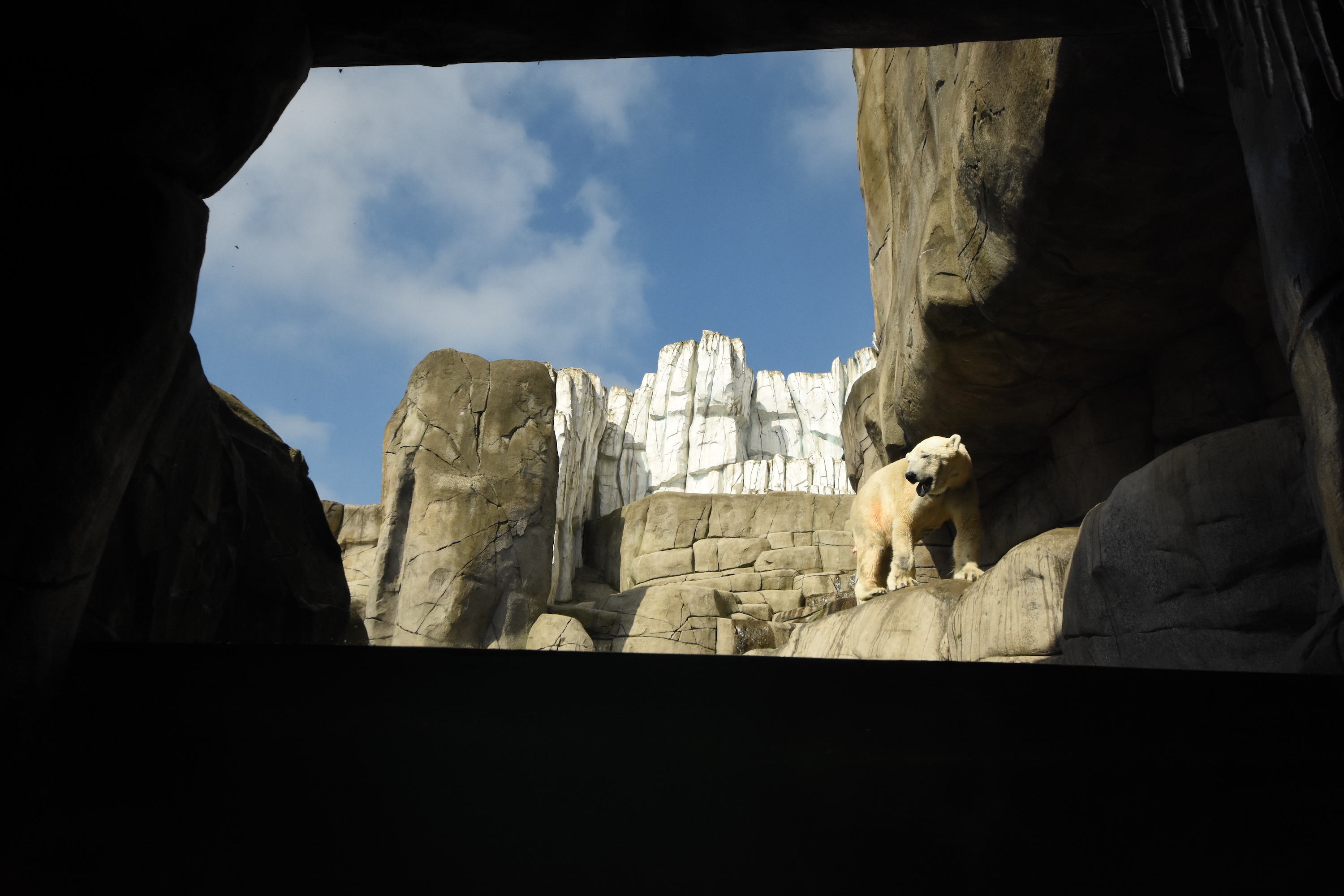 Polar bear enclosure