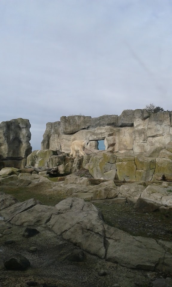 Polar Bear enclosure