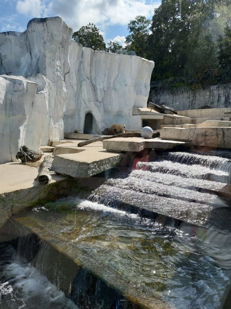 Polar bear Enclosure