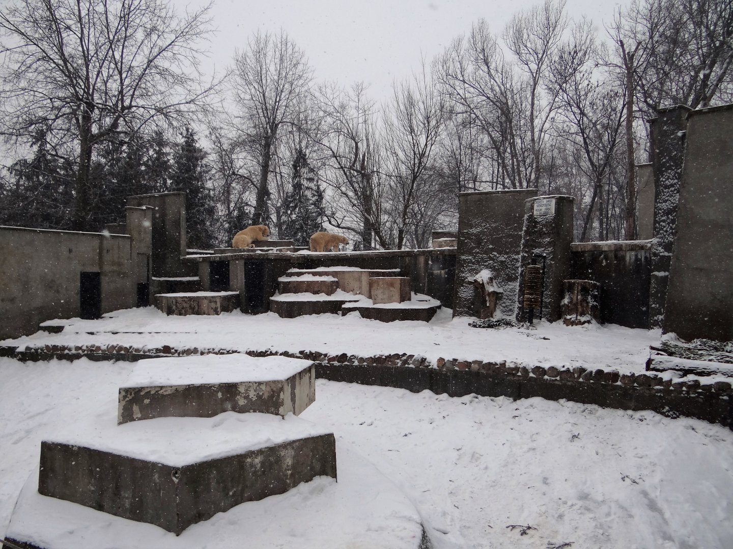 Polar Bear enclosure