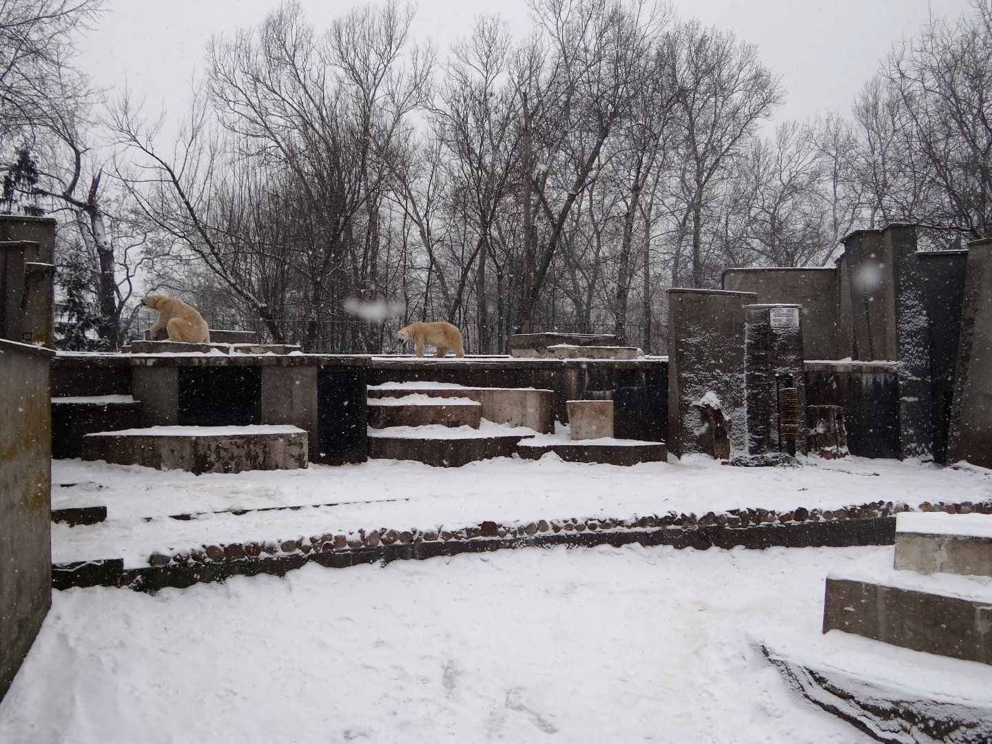 Polar Bear enclosure