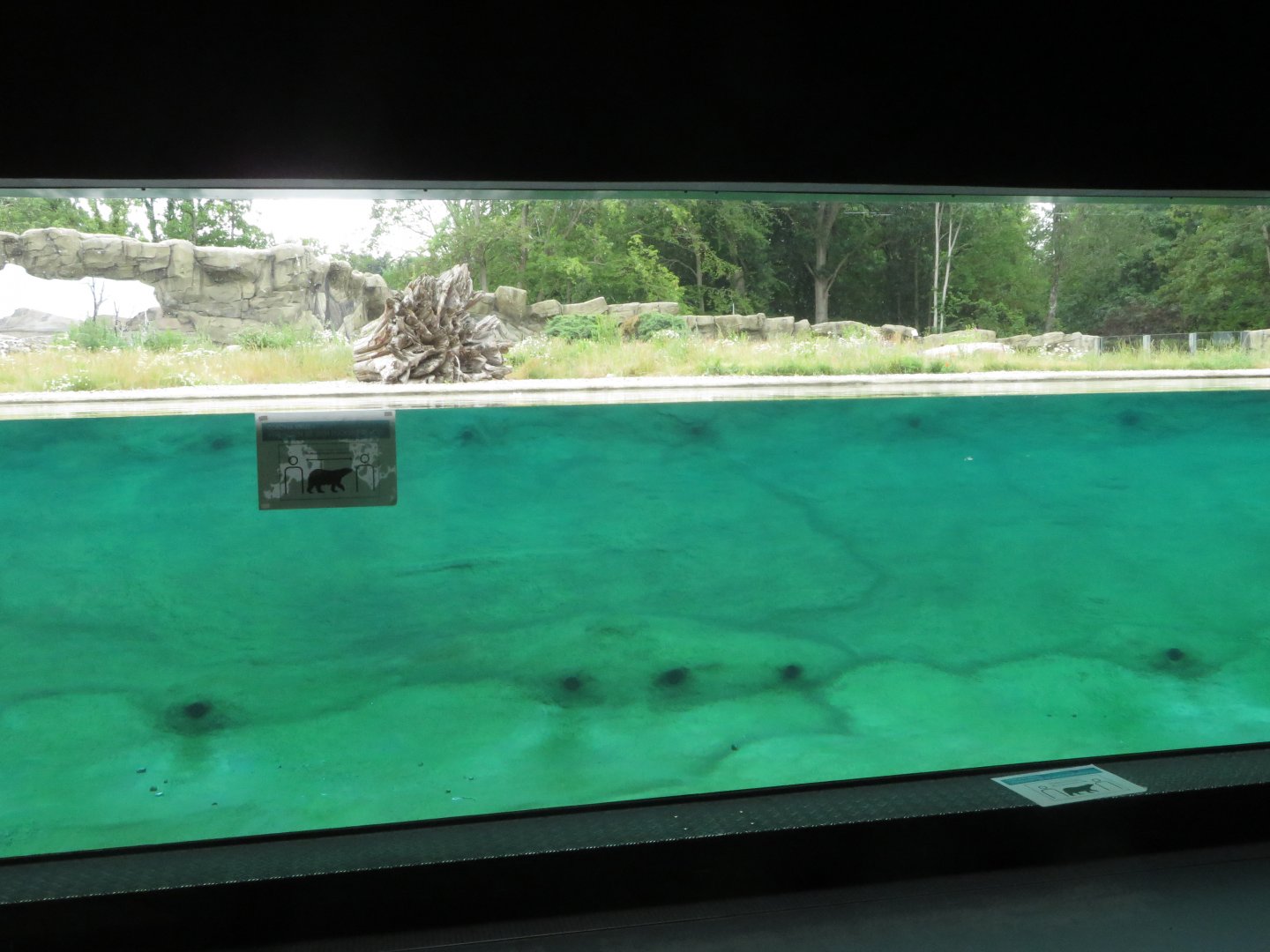 Polar bear enclosure