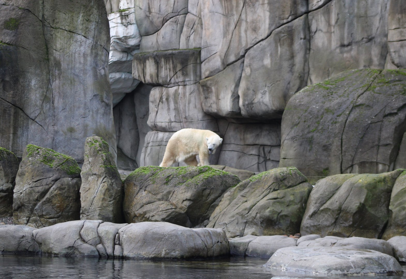 Polar bear enclosure