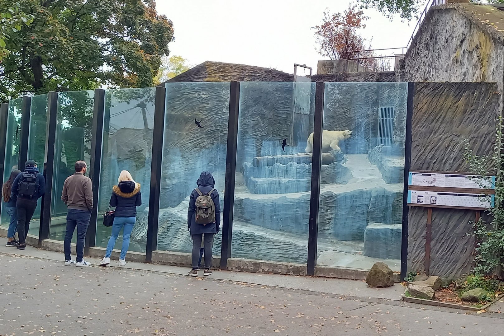 Polar bear enclosure