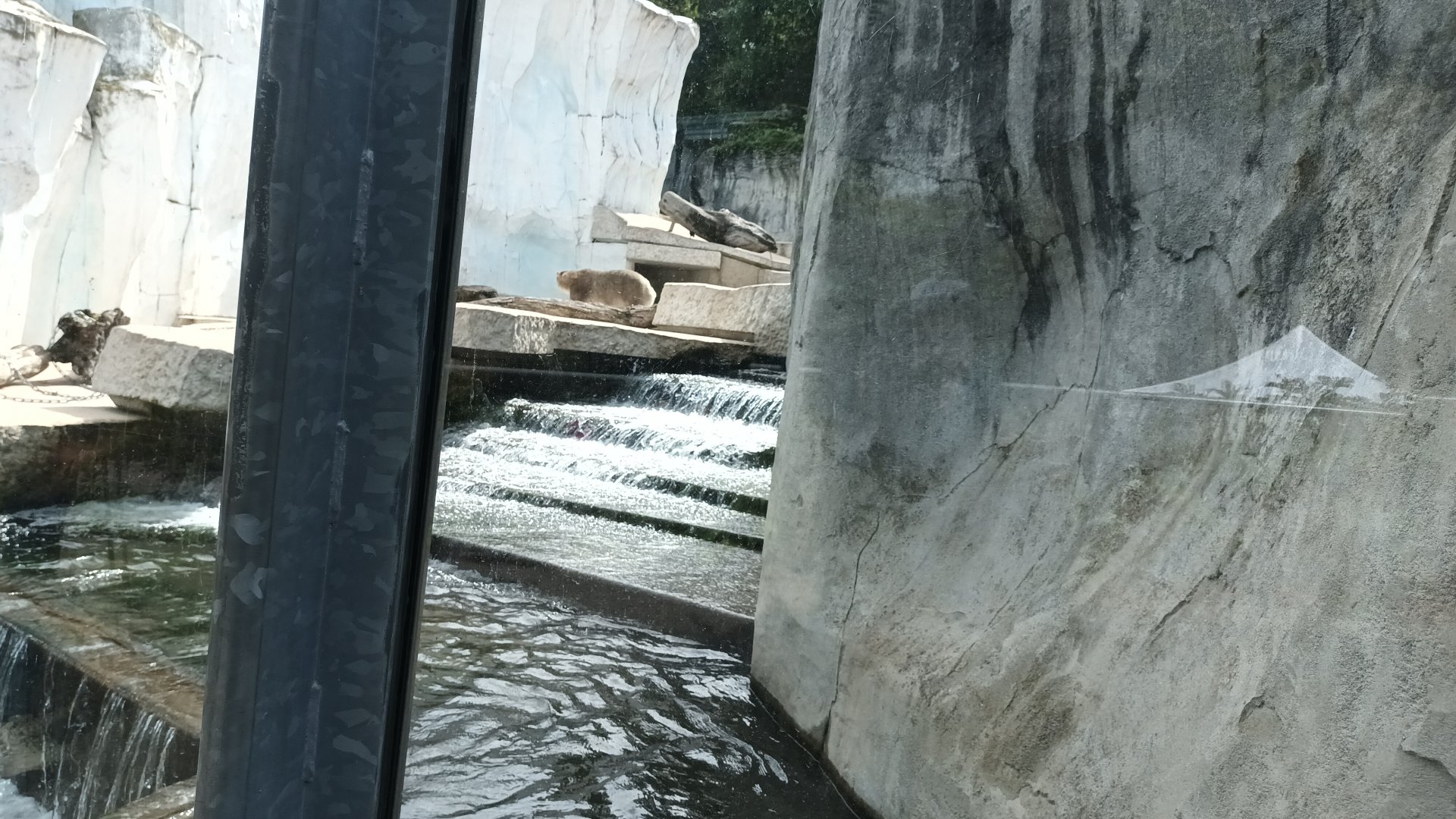 Polar Bear Enclosure