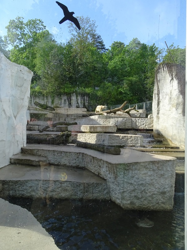 Polar bear enclosure