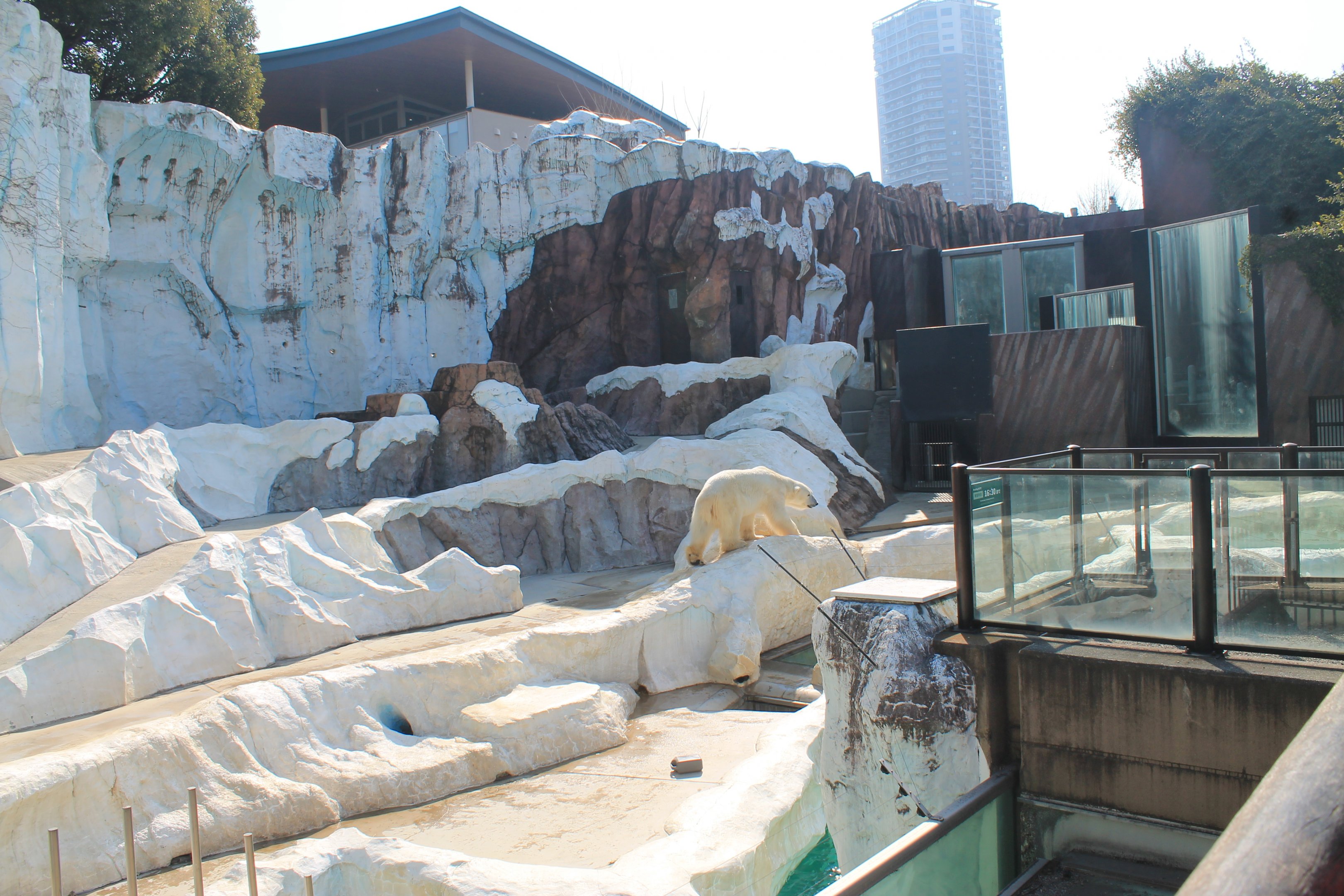 Polar Bear enclosure