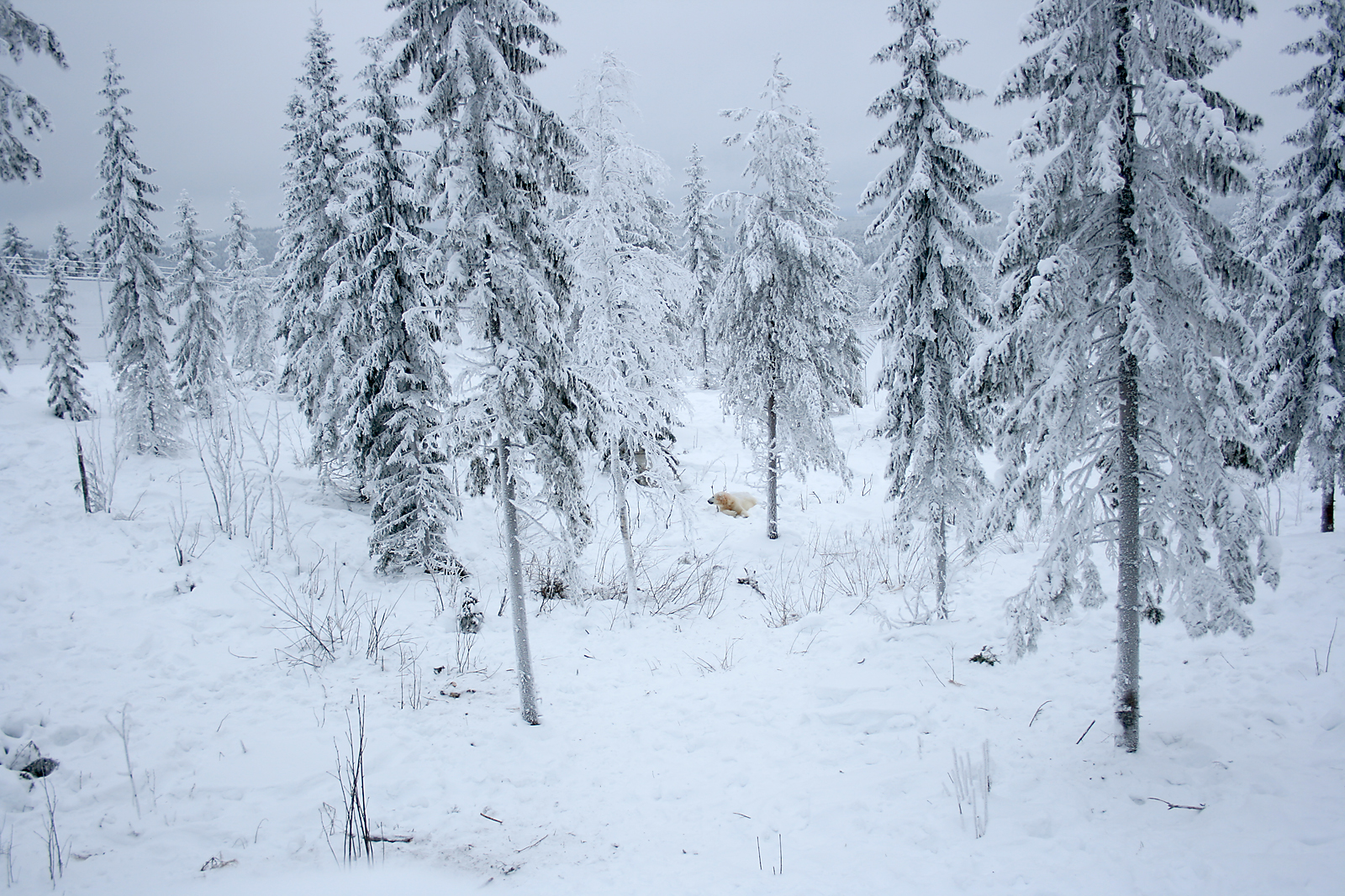 Polar bear enclosure