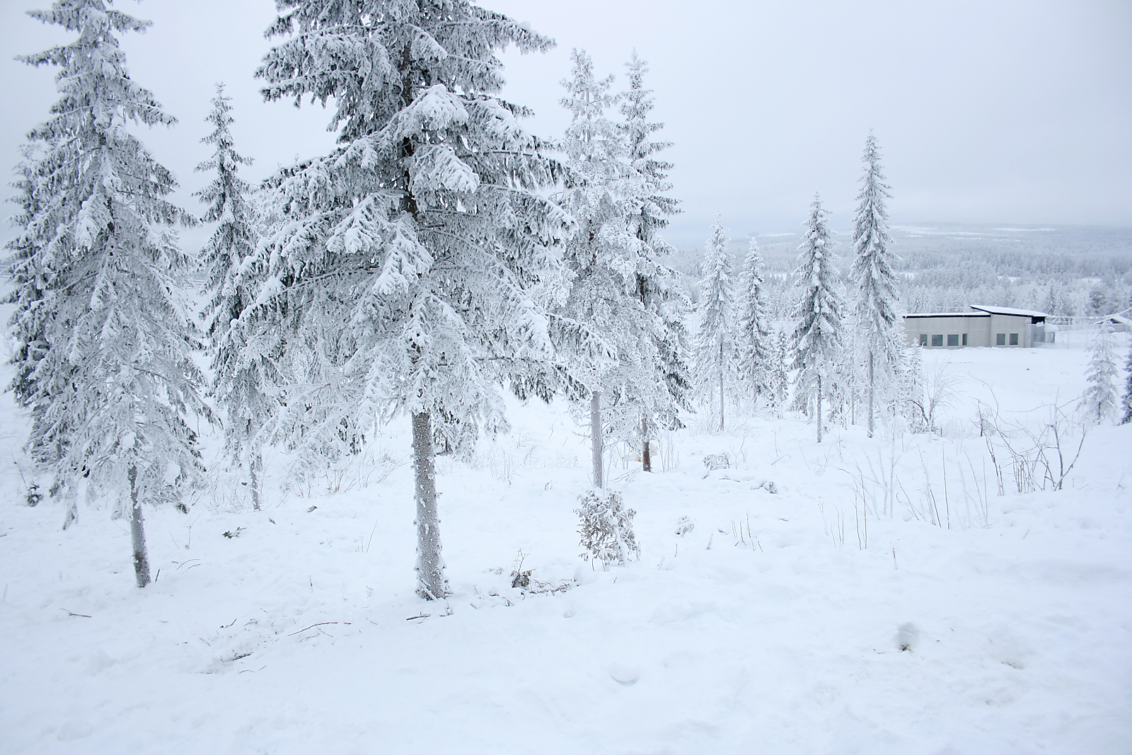 Polar bear enclosure