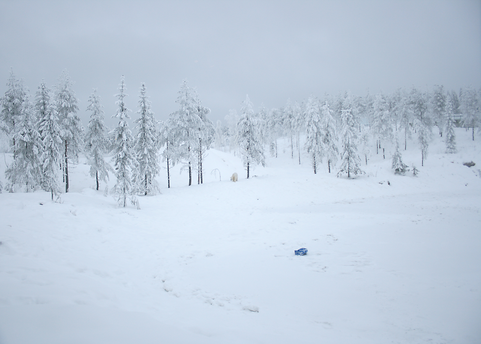 Polar bear enclosure