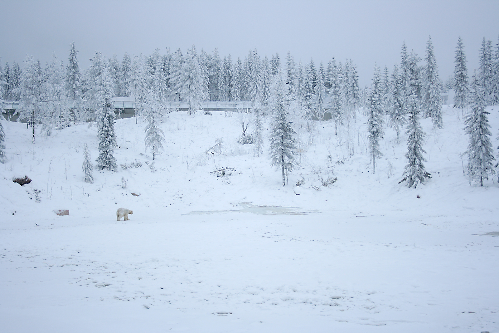 Polar bear enclosure