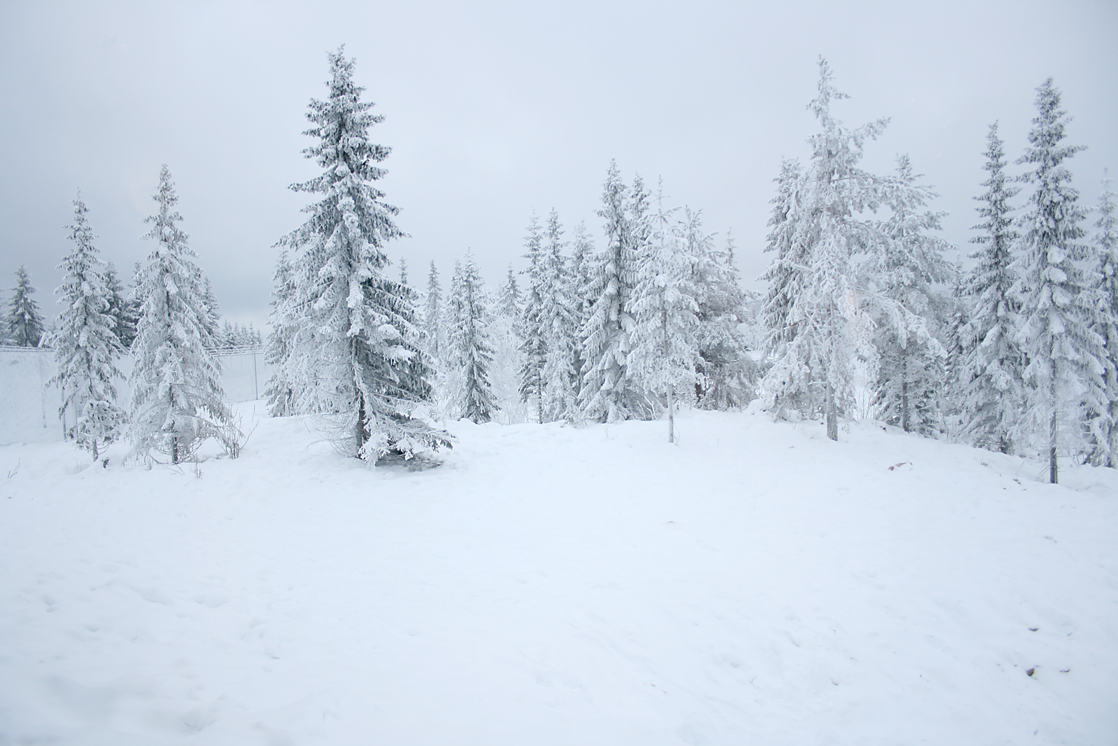 Polar bear enclosure