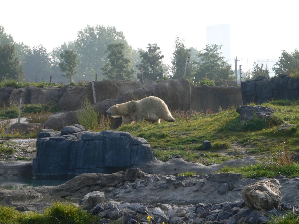 Polar Bear  Enclosure