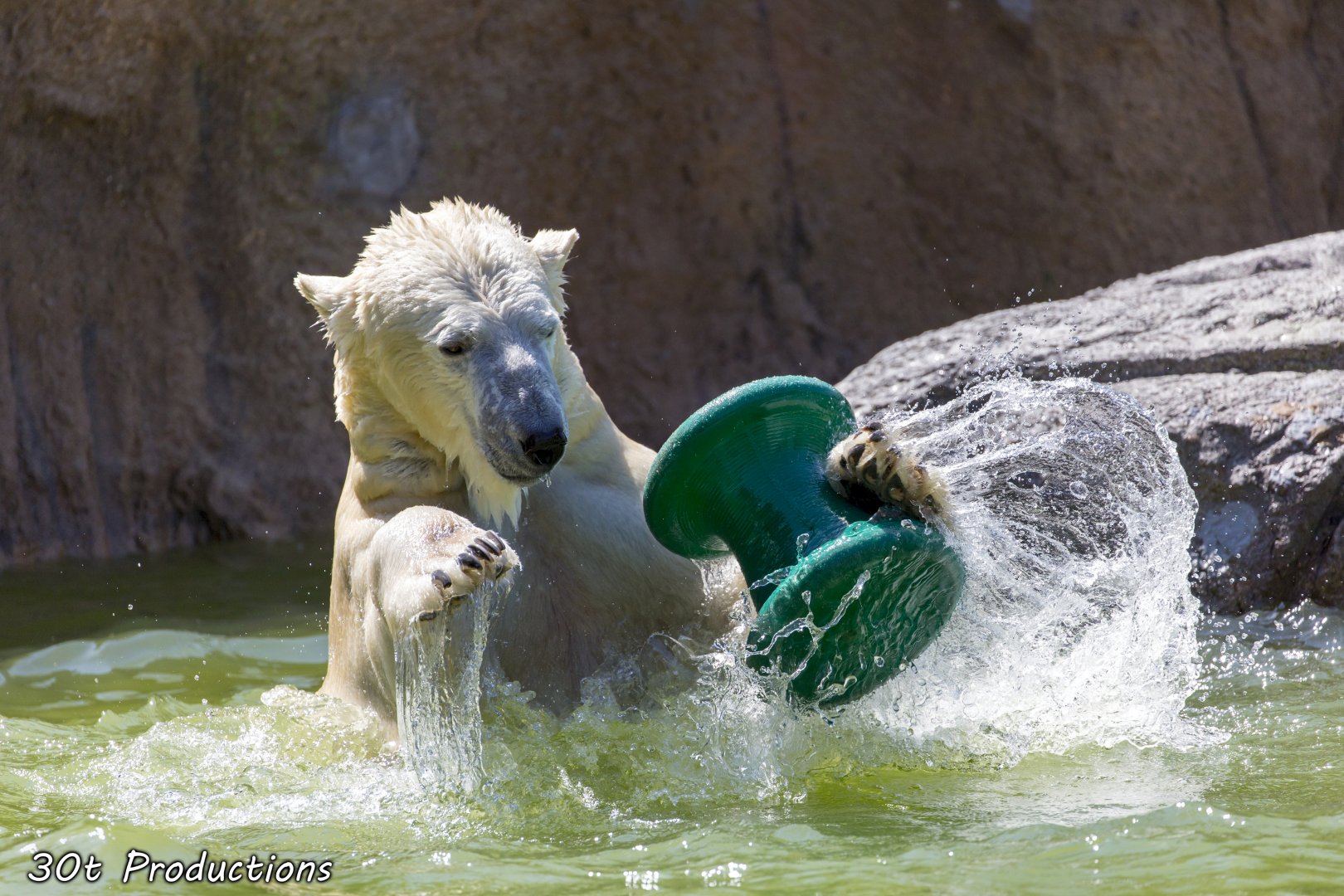 Polar Bear enjoying enrichment item