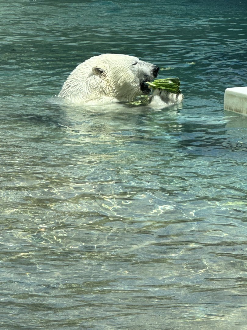 Polar Bear Enjoying Lettuce