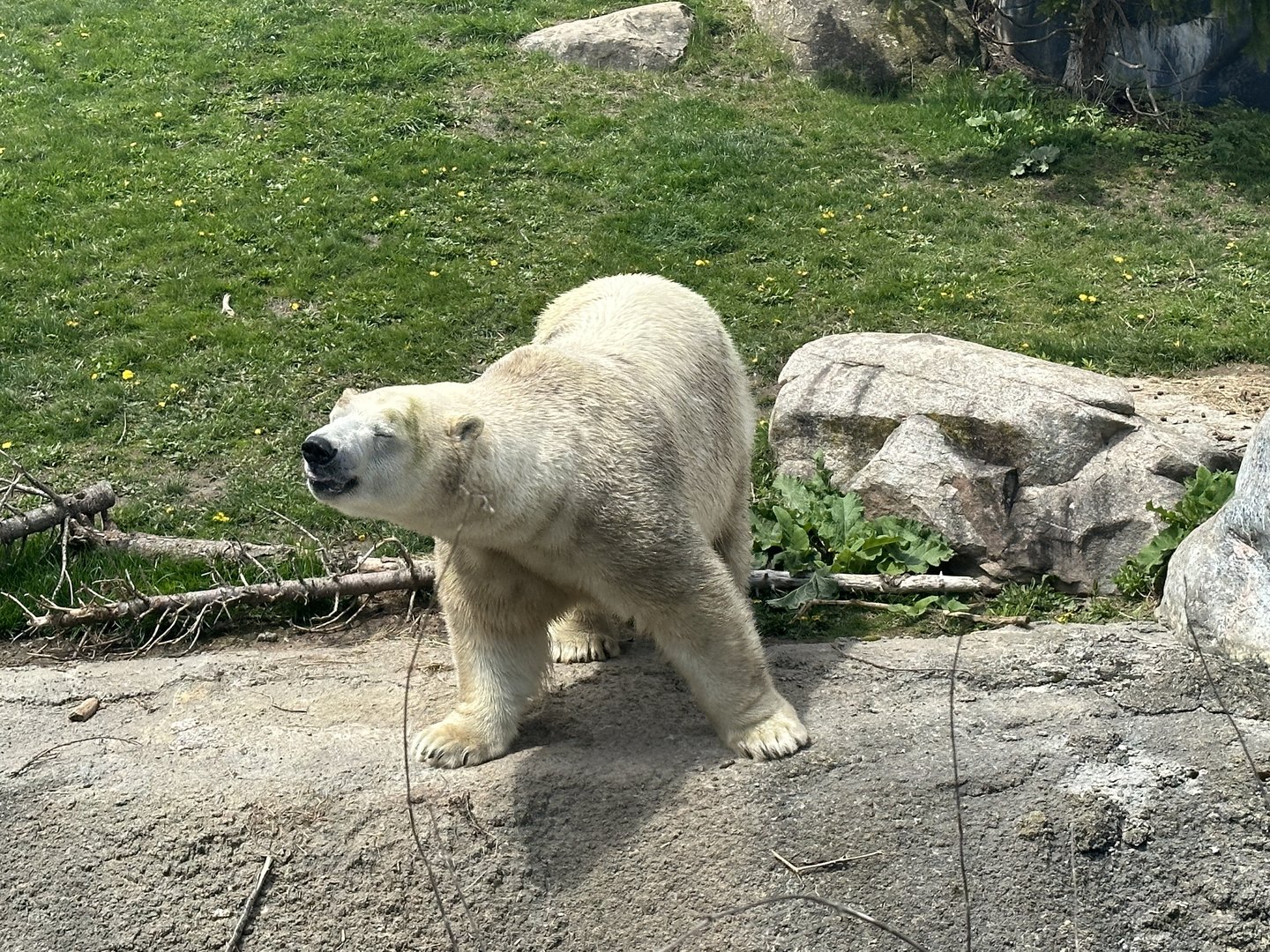Polar Bear Enjoying the Spring Scents.