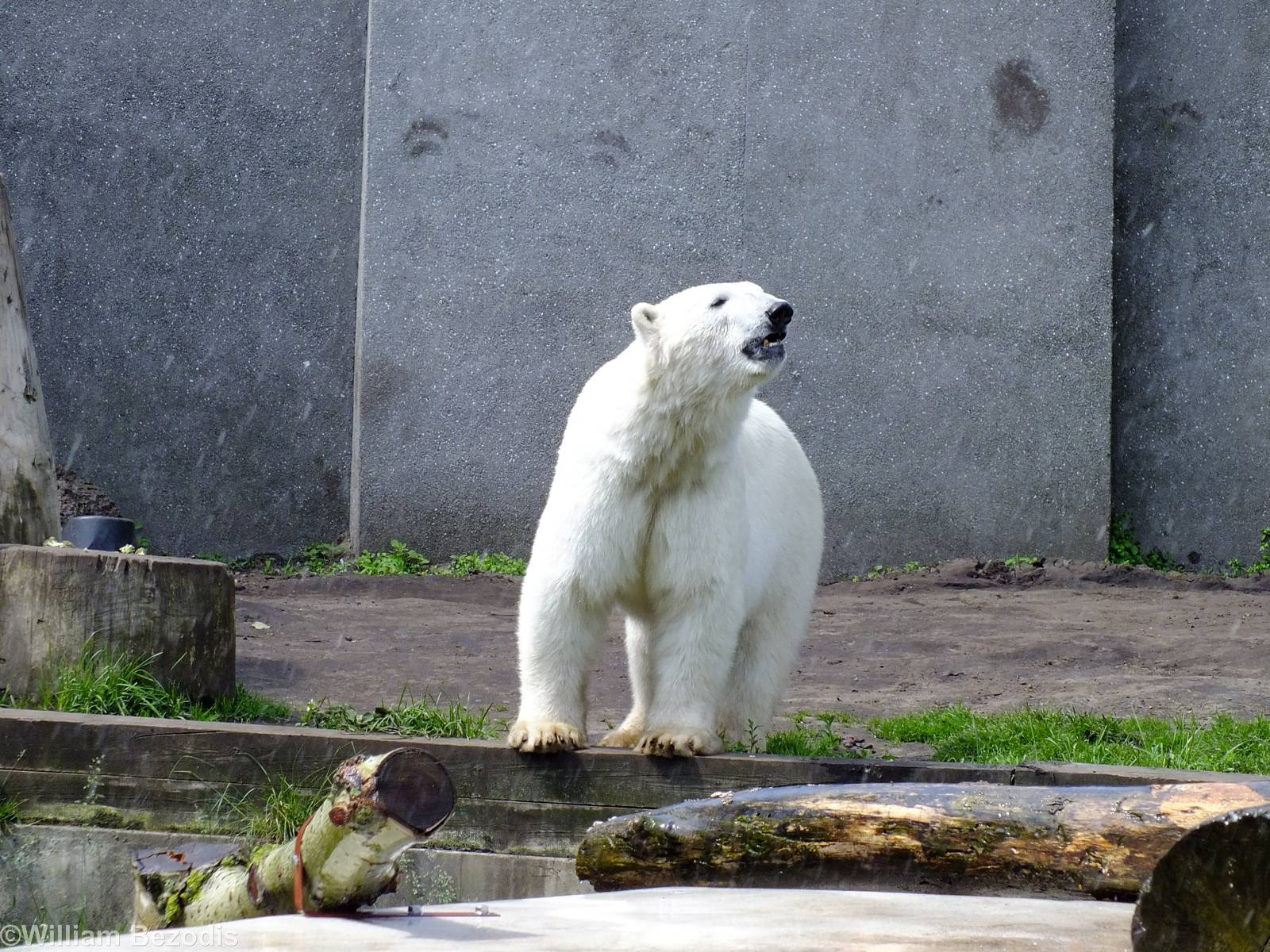 Polar Bear Enjoys a Shower