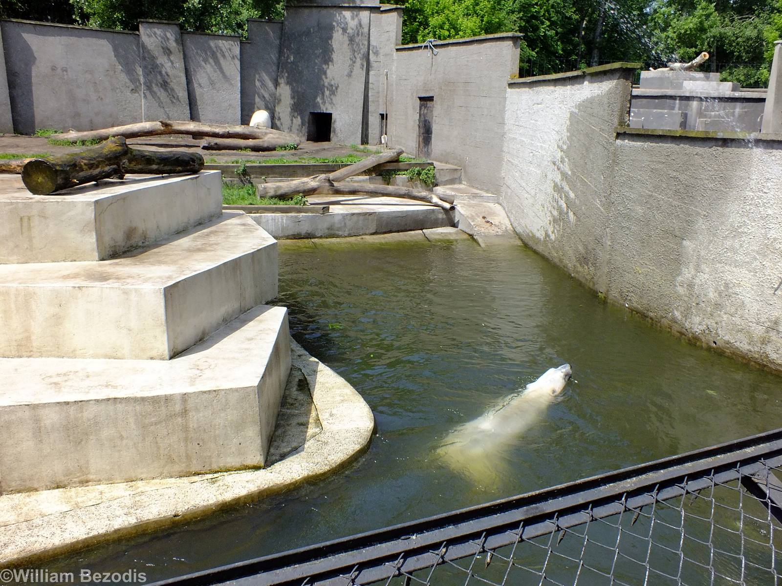 Polar Bear Enjoys a Swim