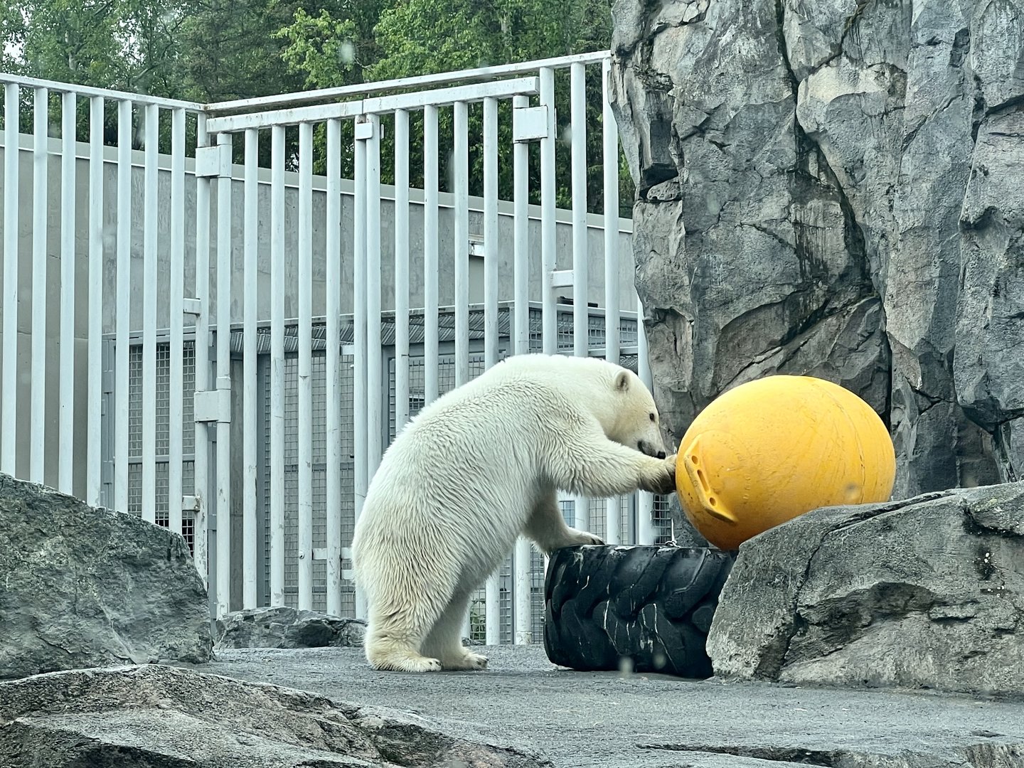 Polar Bear Enrichment