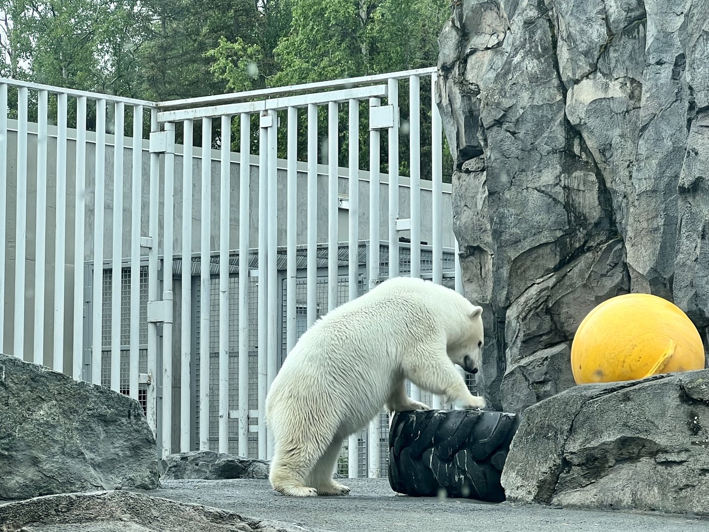 Polar Bear Enrichment