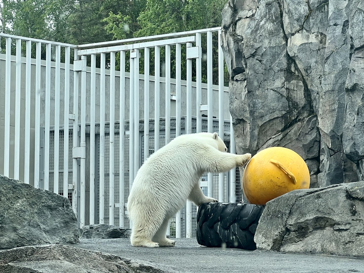 Polar Bear Enrichment