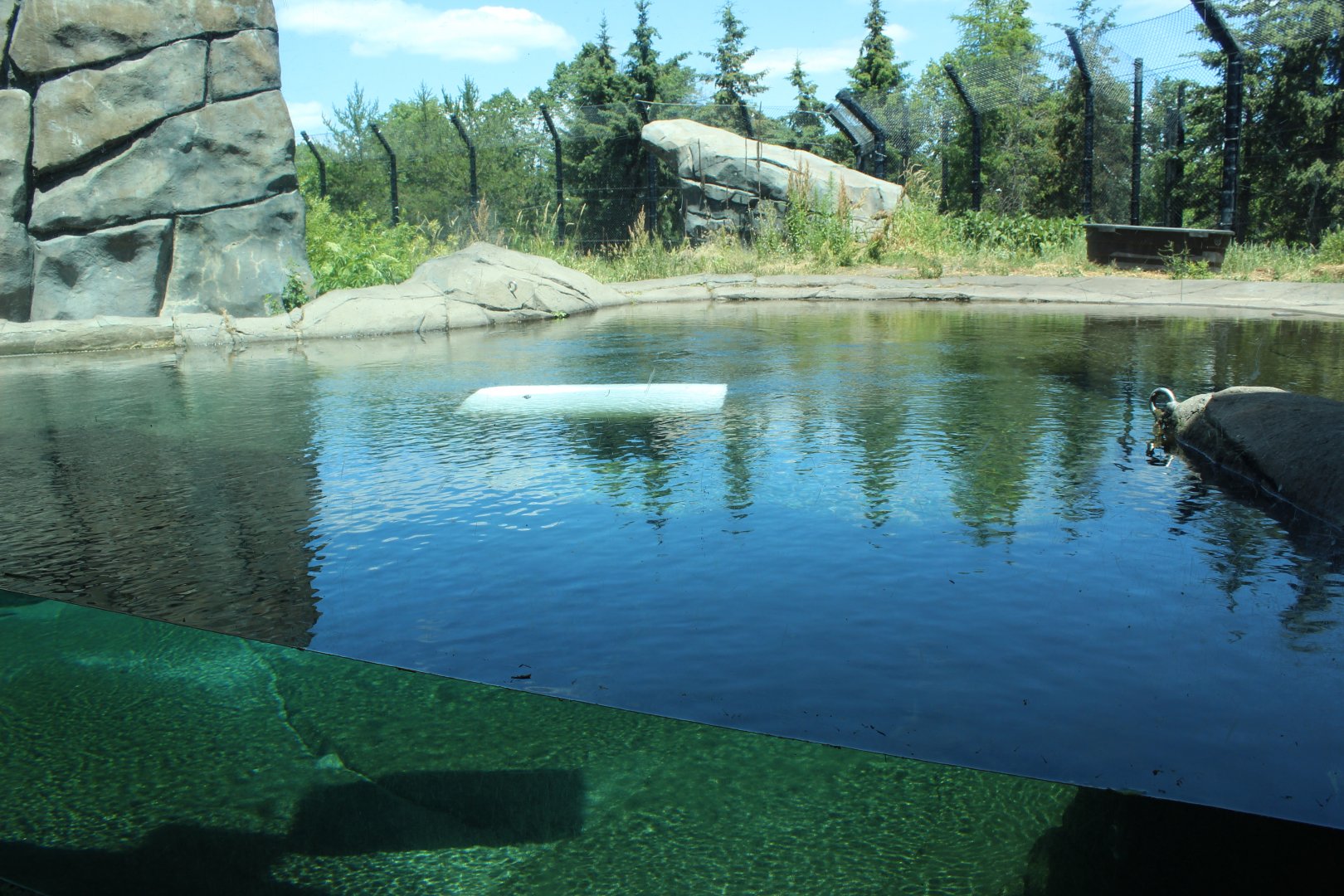 Polar Bear Exhibit #1 Underwater Viewing - Polar Bear Odyssey
