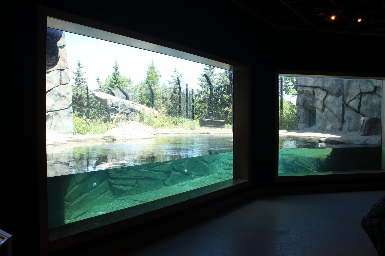 Polar Bear Exhibit #1 Underwater Viewing - Polar Bear Odyssey