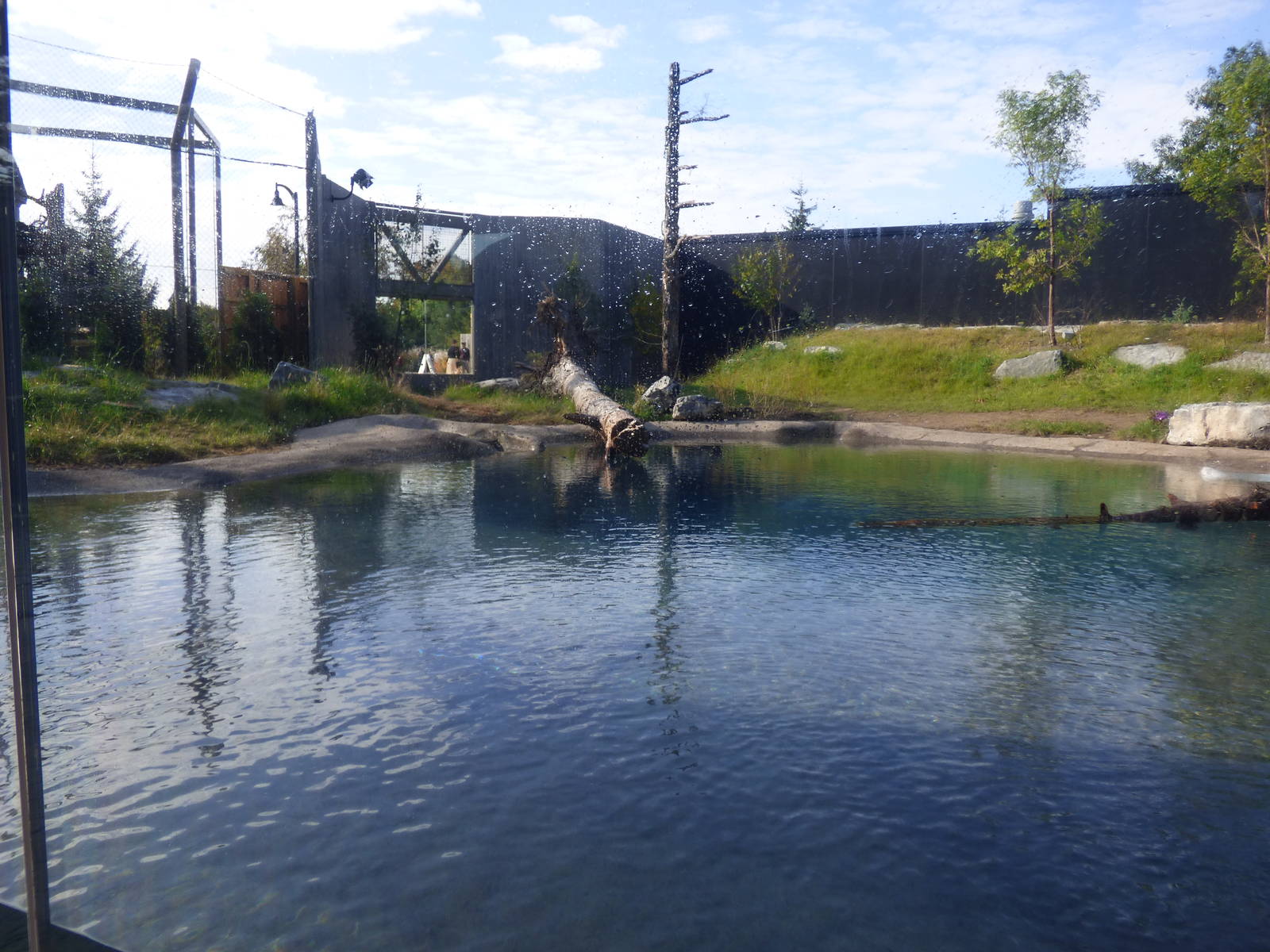 Polar Bear Exhibit #1