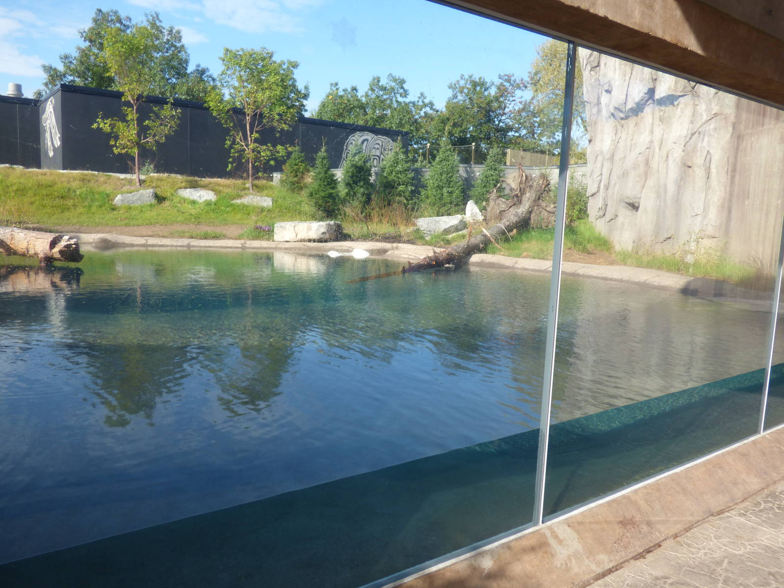 Polar Bear Exhibit #1