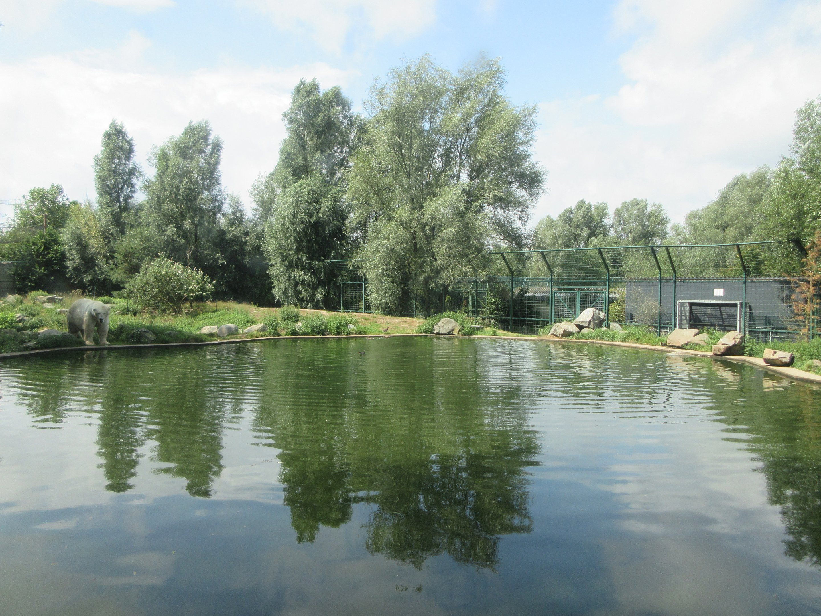 Polar Bear Exhibit #1