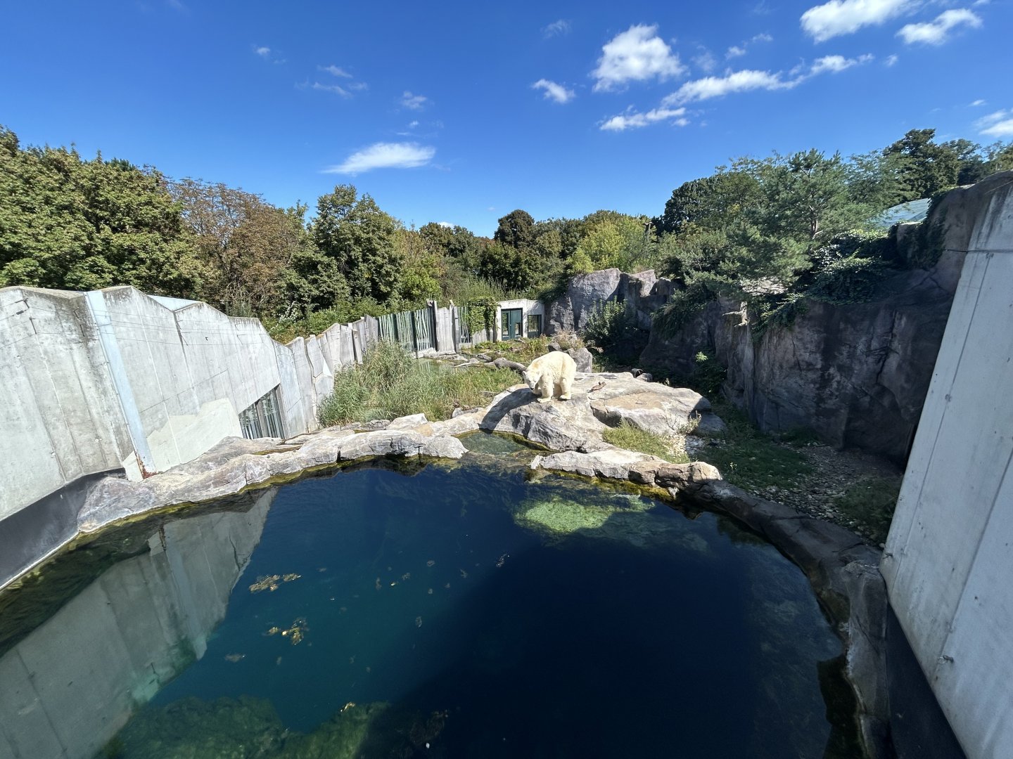 Polar Bear Exhibit #1