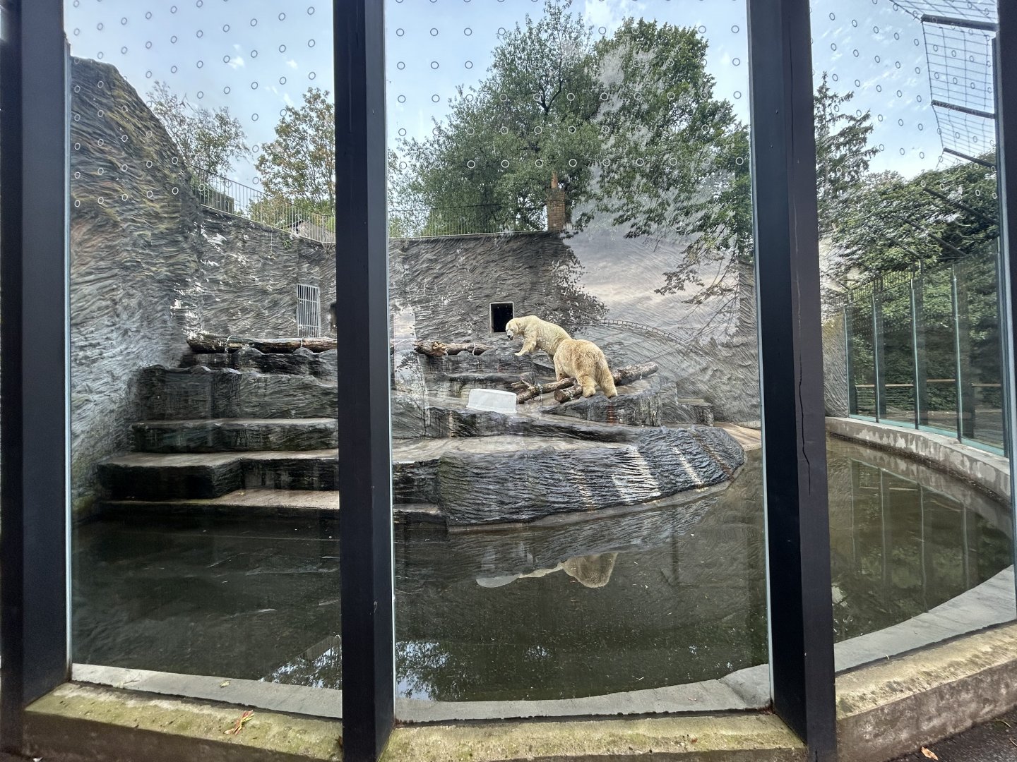 Polar Bear Exhibit #1