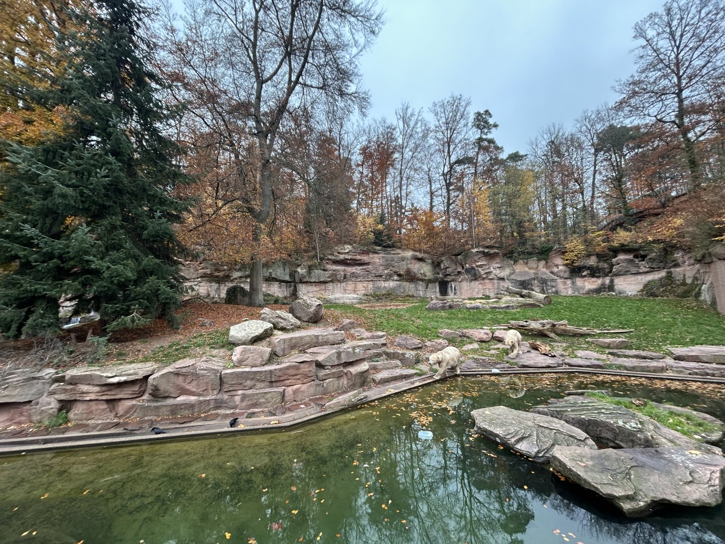 Polar Bear Exhibit #1