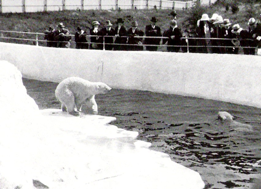 Polar Bear Exhibit 1920's