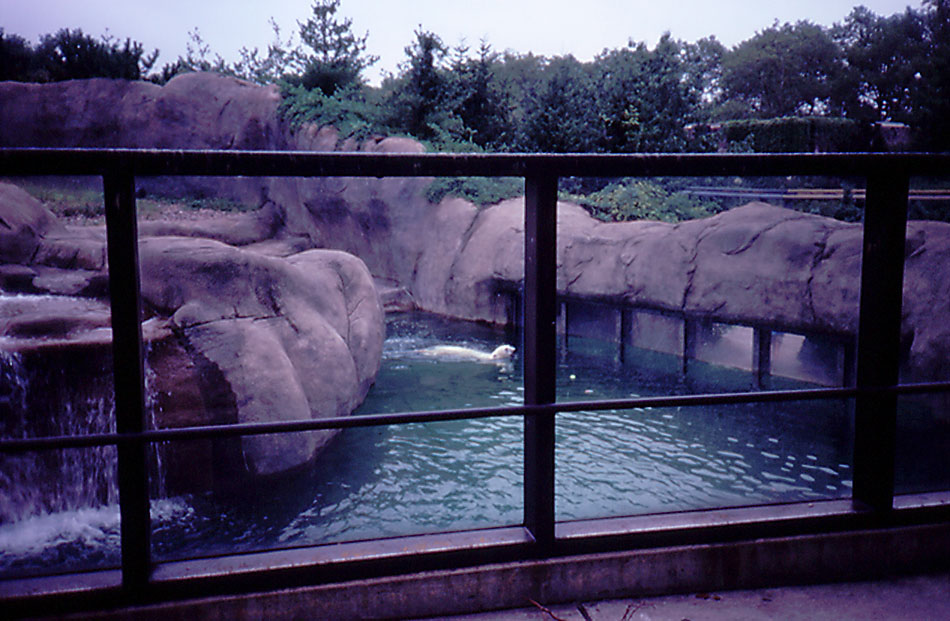 Polar Bear exhibit - 1987