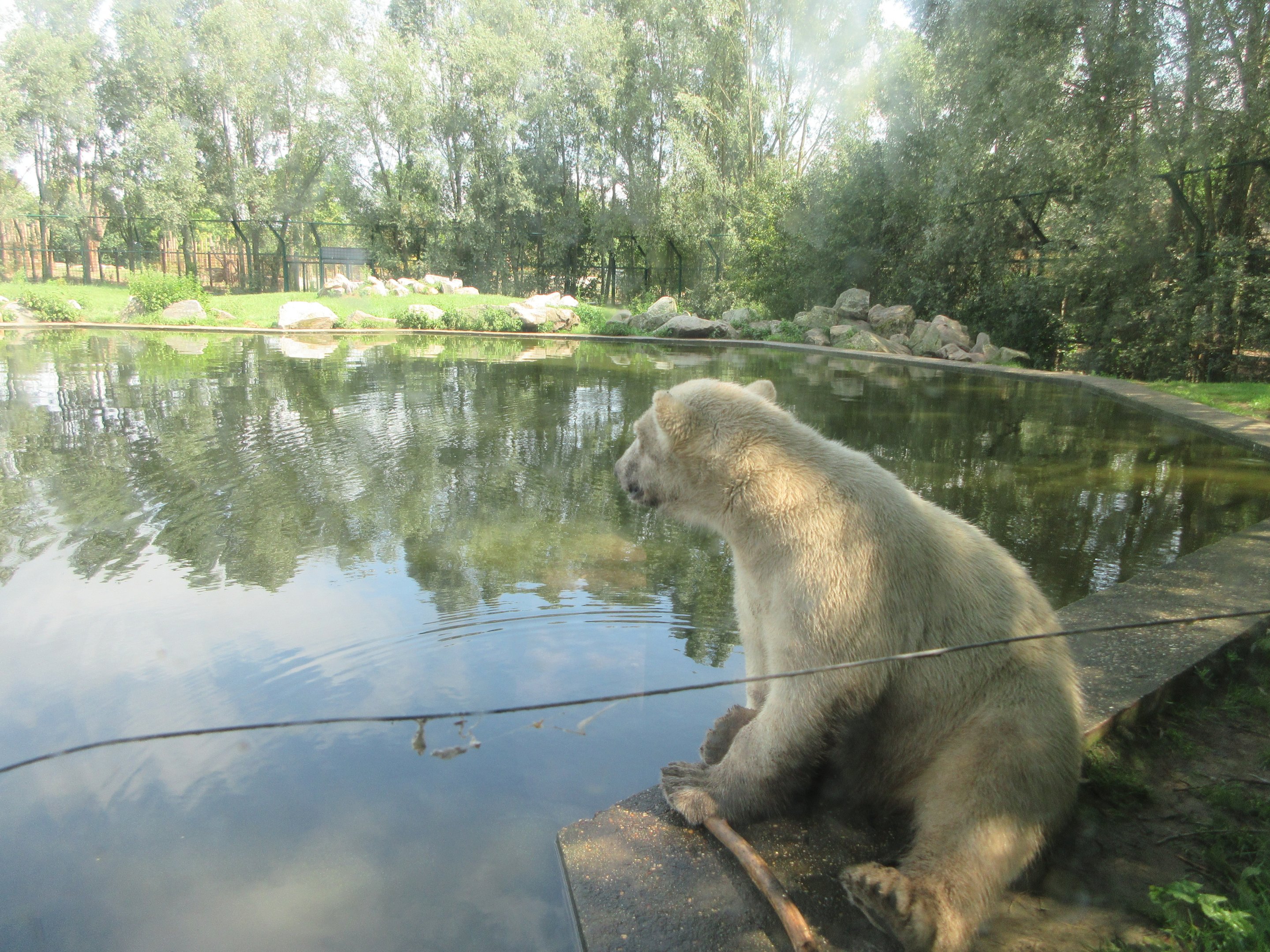 Polar Bear Exhibit #2 - cub through glass