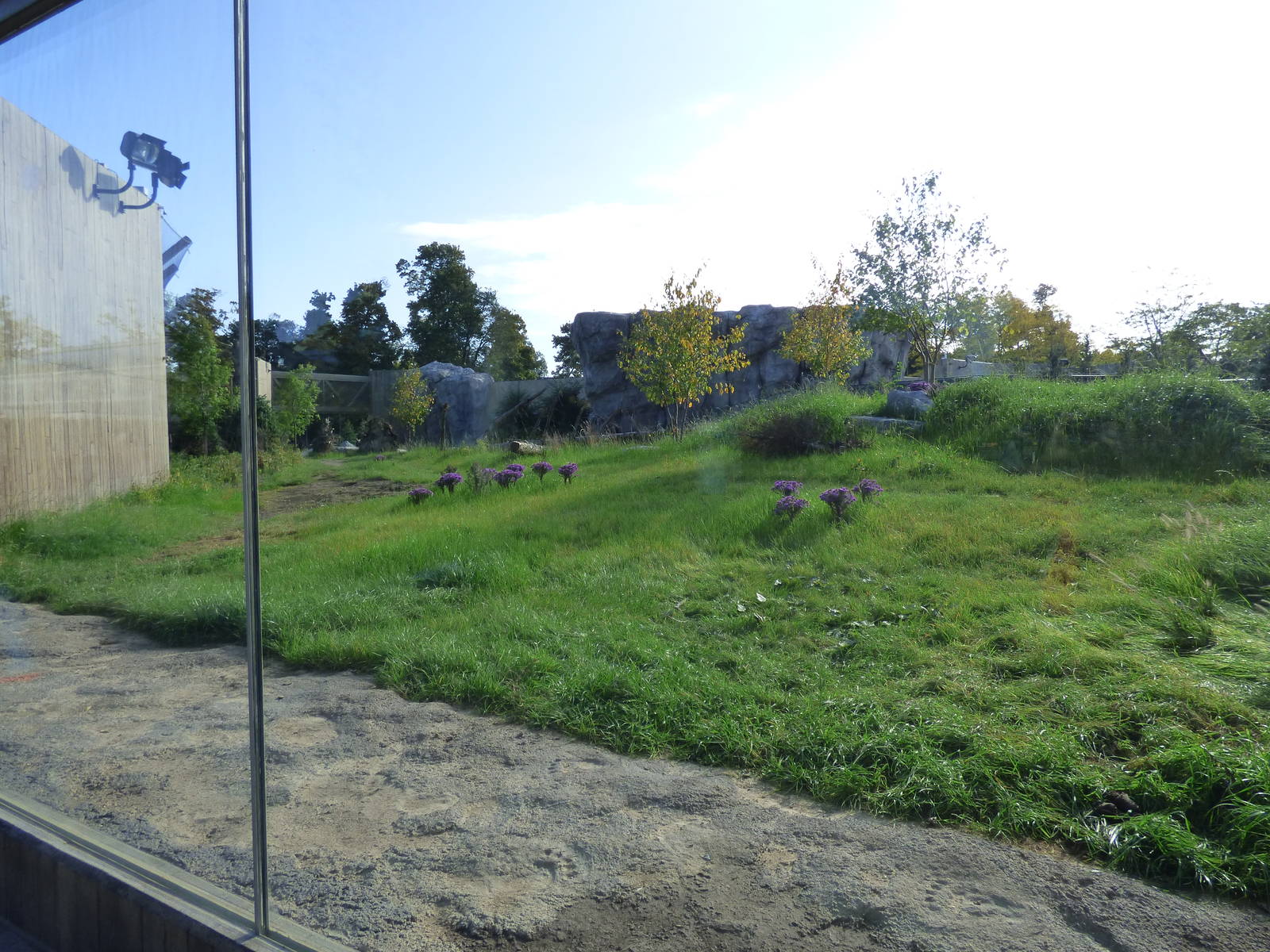 Polar Bear Exhibit #2