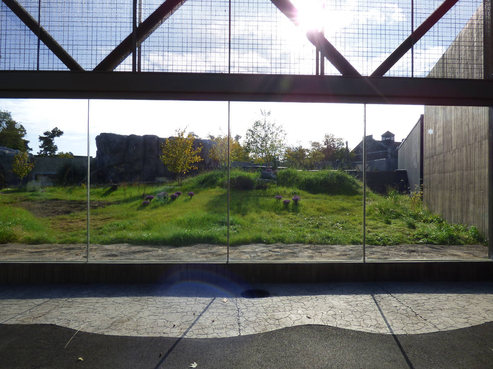 Polar Bear Exhibit #2