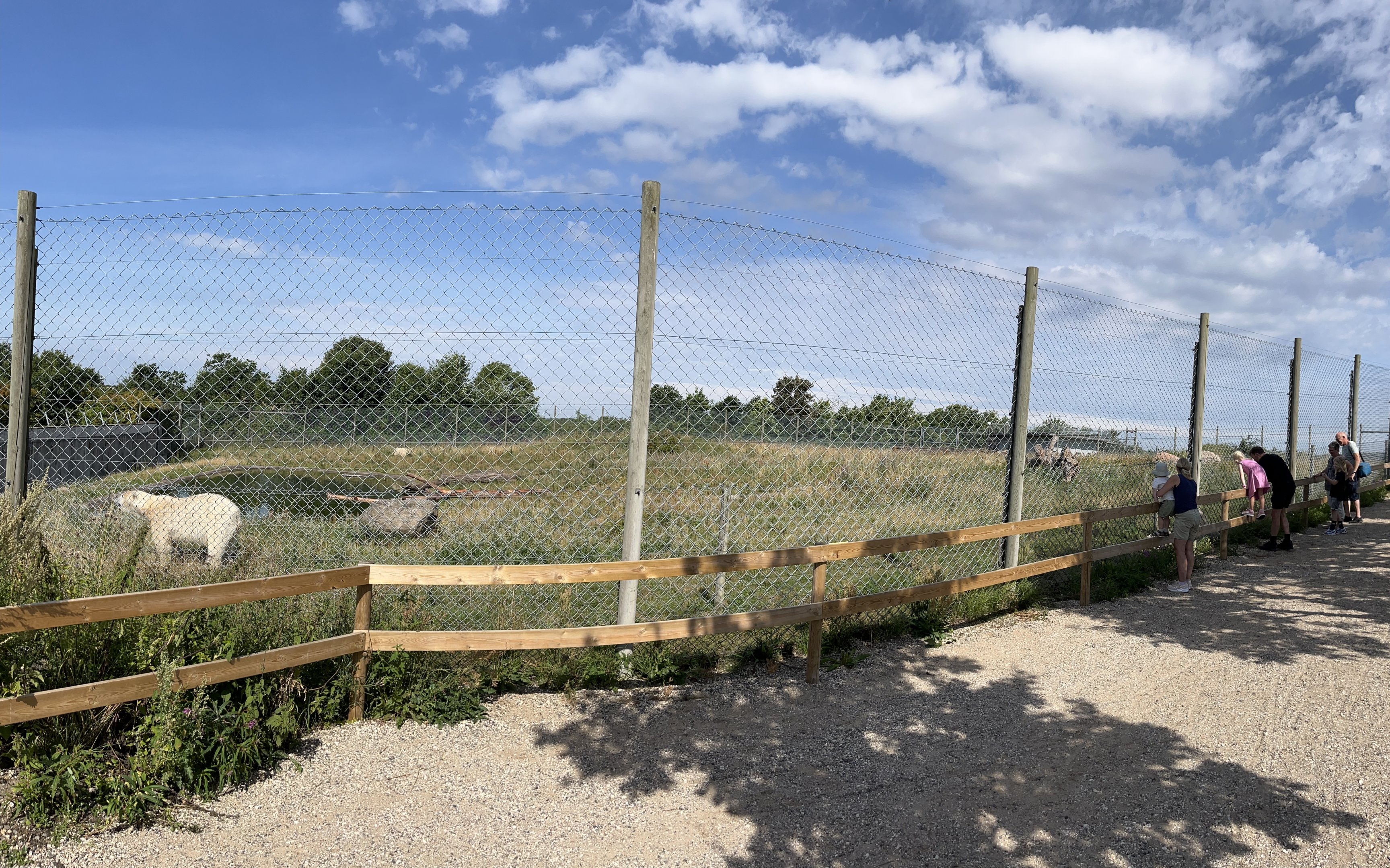 Polar Bear Exhibit #2