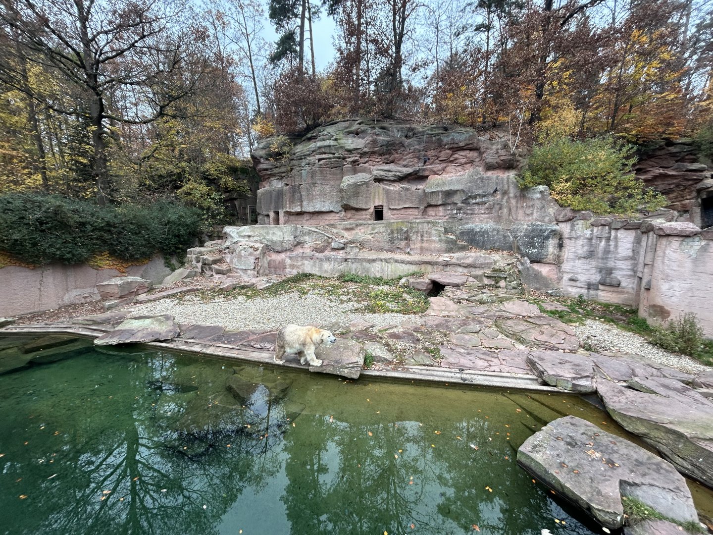 Polar Bear Exhibit #2