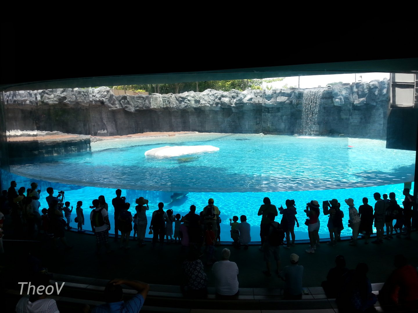 Polar bear exhibit [2014]