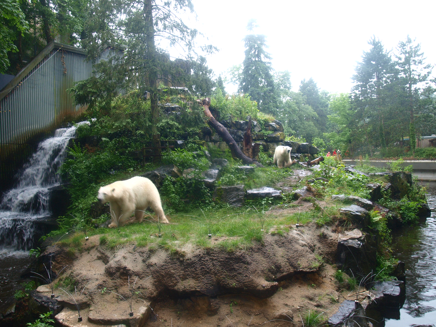 Polar bear exhibit, 2015-07-19
