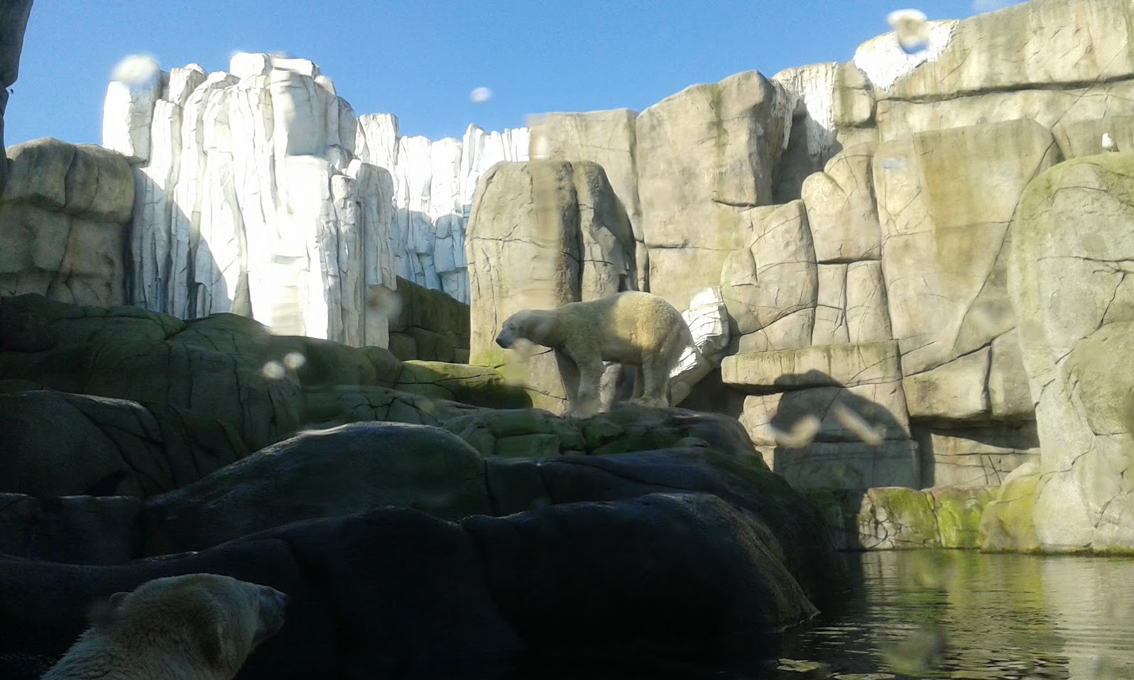 Polar Bear exhibit-2016
