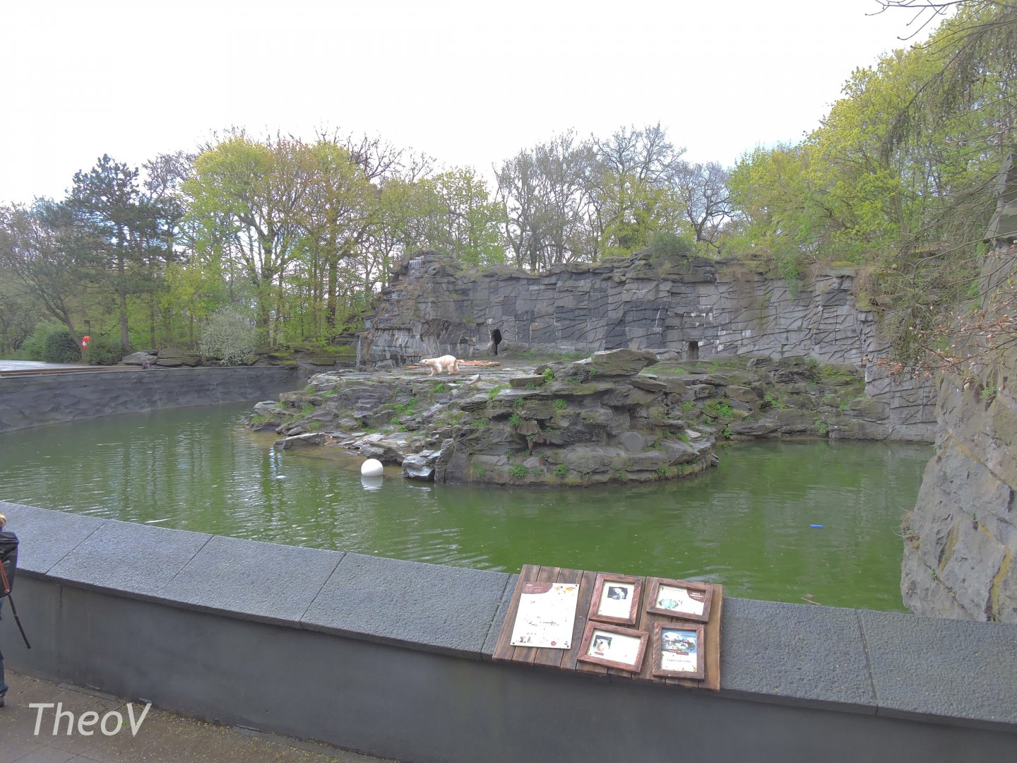 Polar bear exhibit [2017]