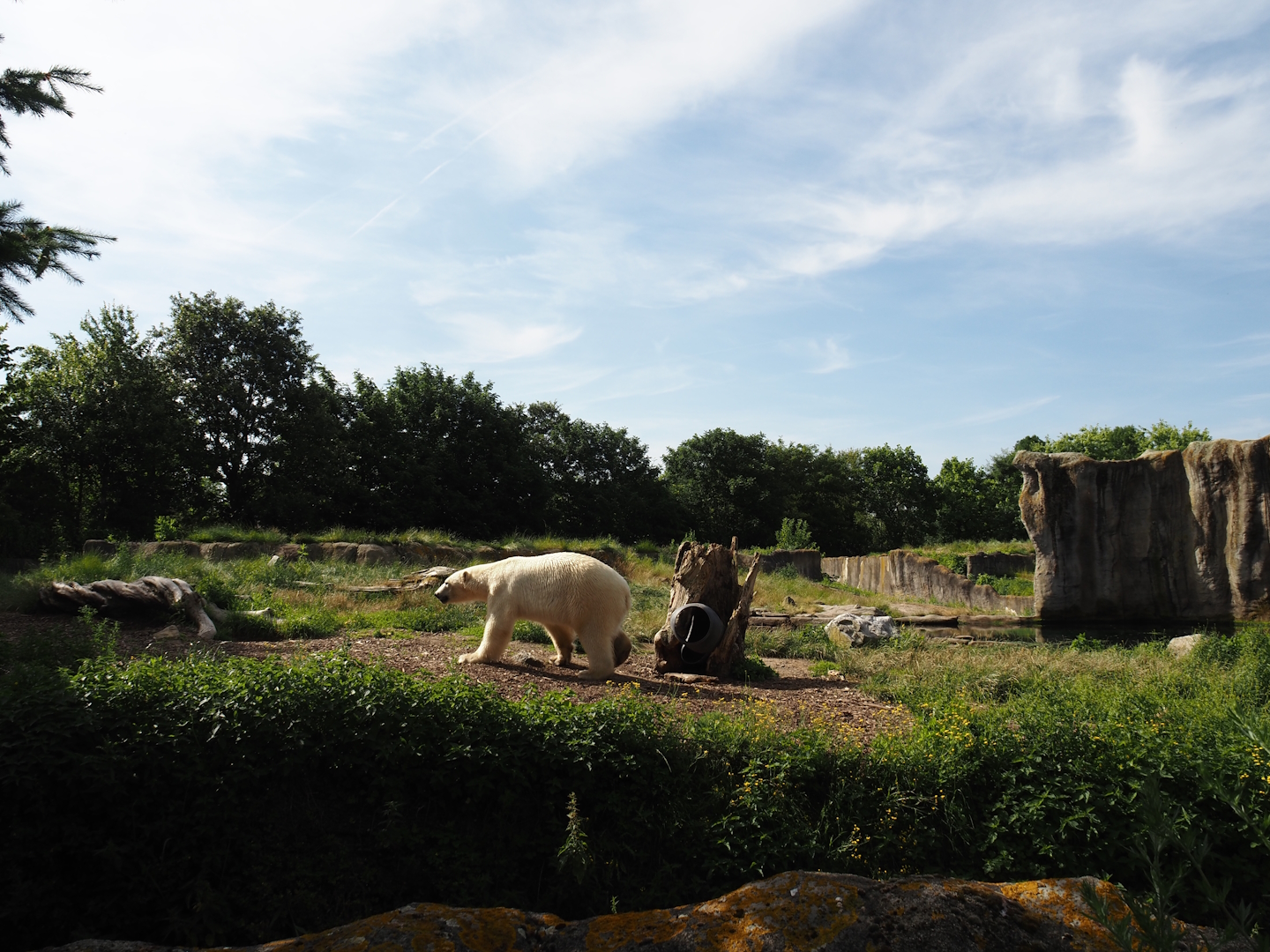 Polar bear exhibit, 2024-06-30