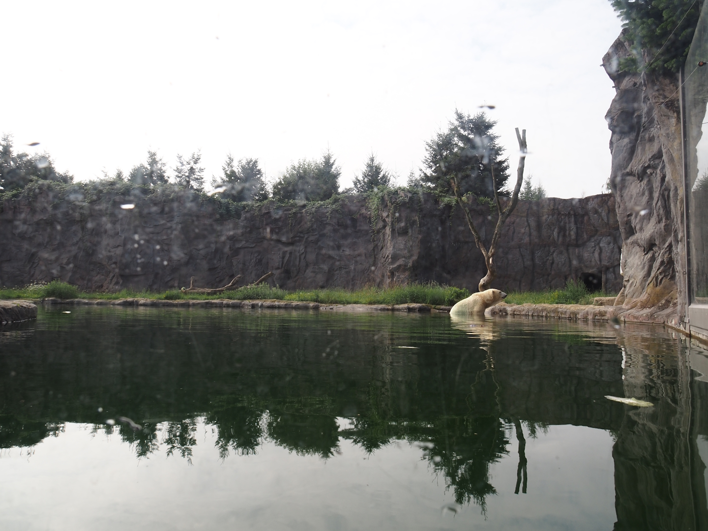 Polar bear exhibit, 2024-08-05