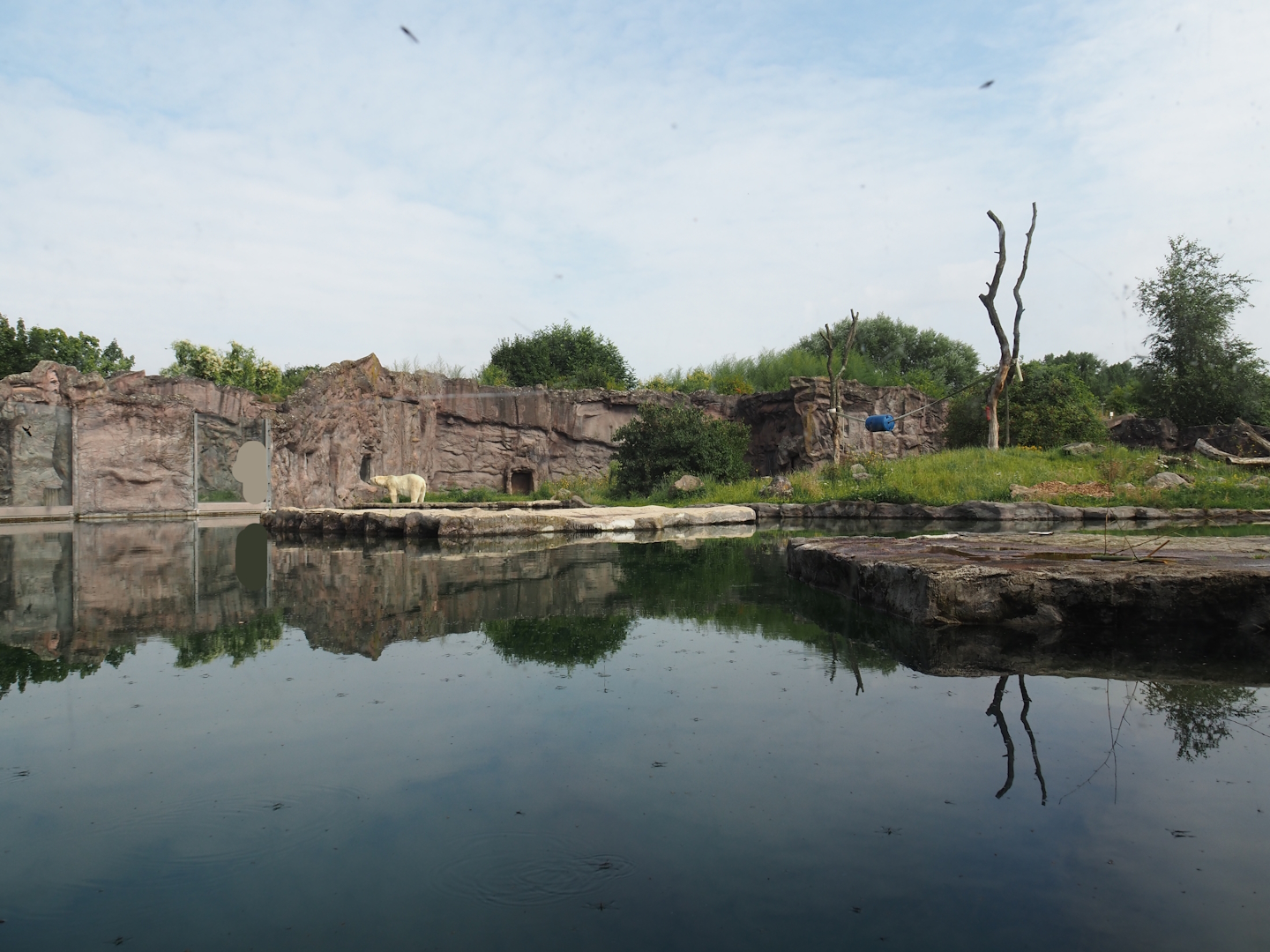 Polar bear exhibit, 2024-08-05